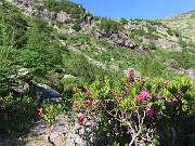 25 Rhododendron ferrugineum (Rododendri rossi ) in fiore 
